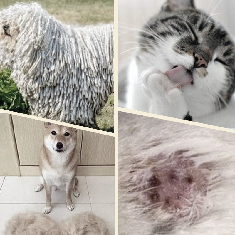 Collage of a dog, cat, and close-up of fur with visible ticks.